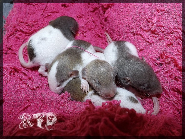 Evolution des ratons Dscf2826