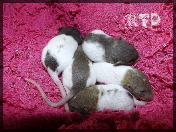 Evolution des ratons Dscf2827