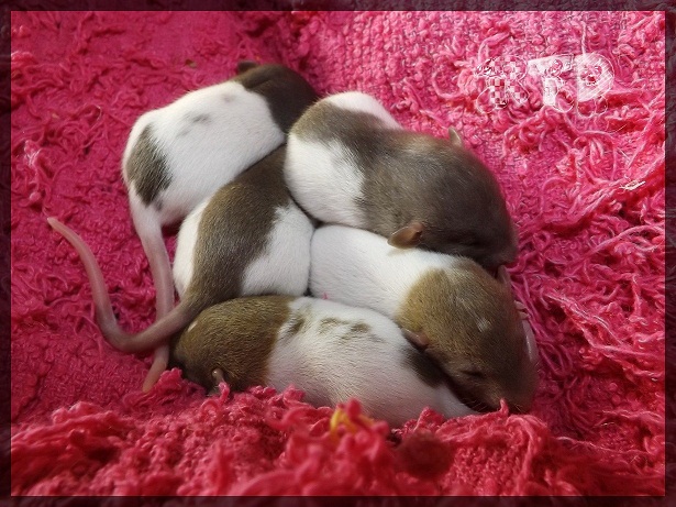 Evolution des ratons Dscf2829