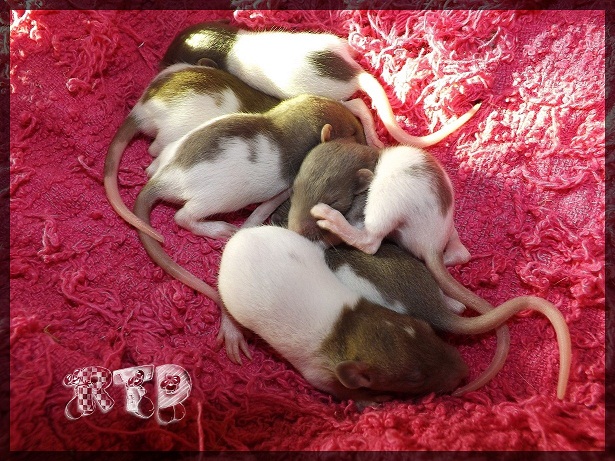 Evolution des ratons Dscf2832