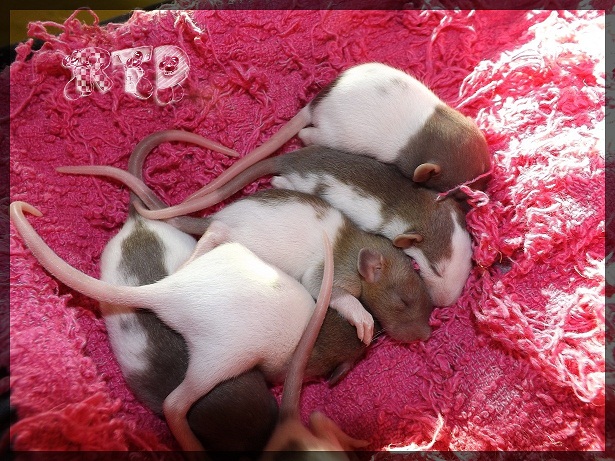 Evolution des ratons Dscf2833