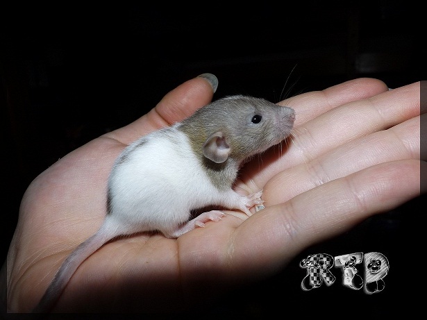 Evolution des ratons Dscf3431