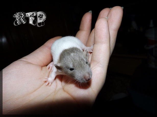 Evolution des ratons Dscf3514