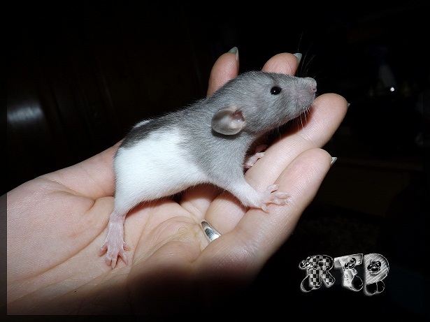 Evolution des ratons Dscf3516