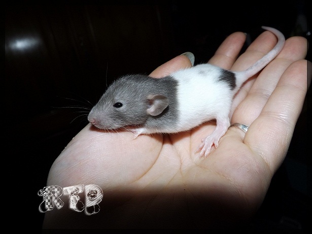 Evolution des ratons Dscf3517