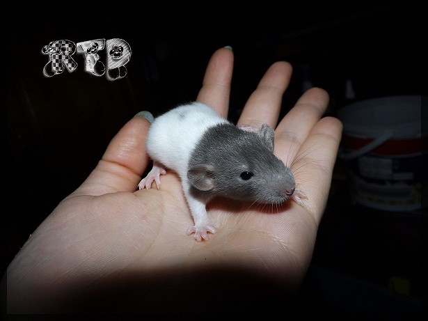 Evolution des ratons Dscf3610