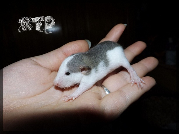 Evolution des ratons Dscf3614