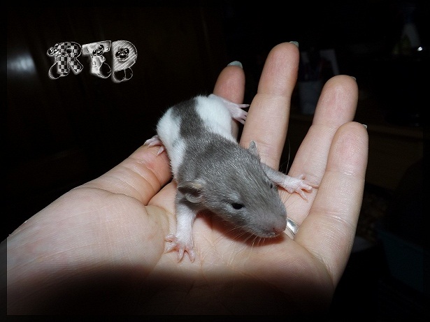 Evolution des ratons Dscf3615