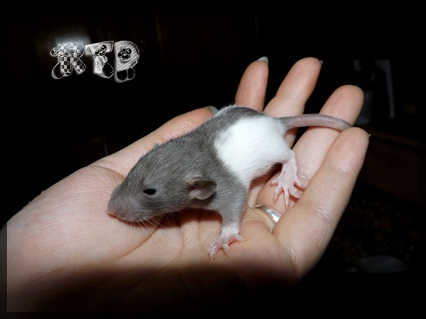 Evolution des ratons Dscf3616