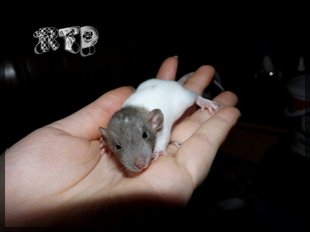 Evolution des ratons Dscf3618