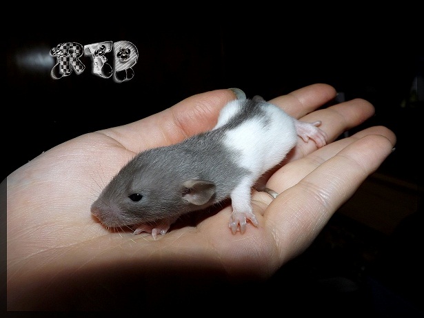 Evolution des ratons Dscf3712