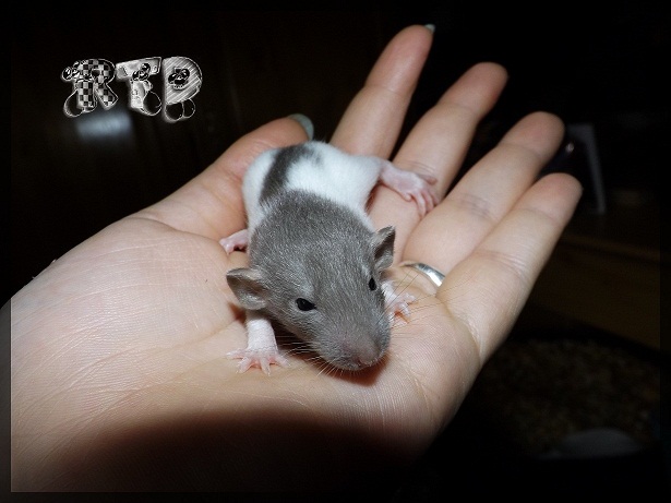 Evolution des ratons Dscf3713