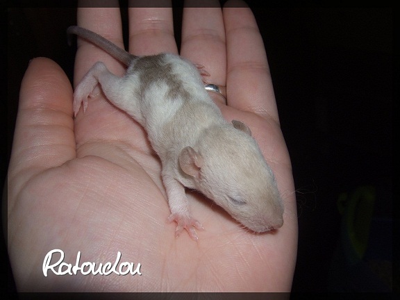 Evolution des ratons Dscf9411