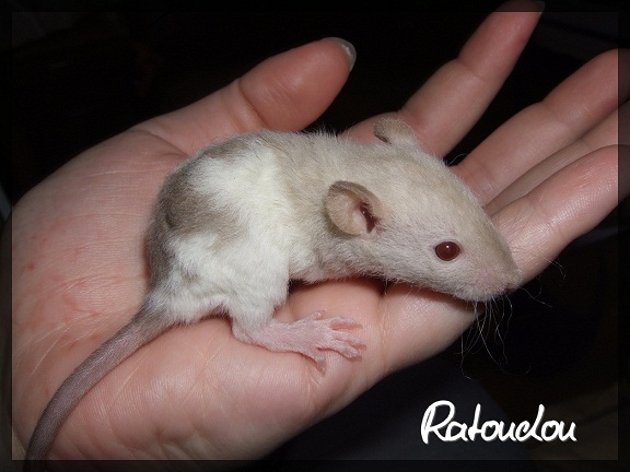 Evolution des ratons Dscf9614