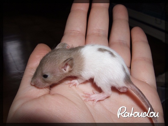 Evolution des ratons Dscf9626