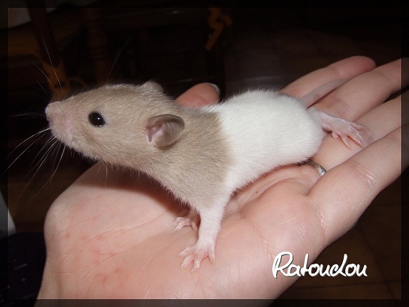Evolution des ratons Dscf9718