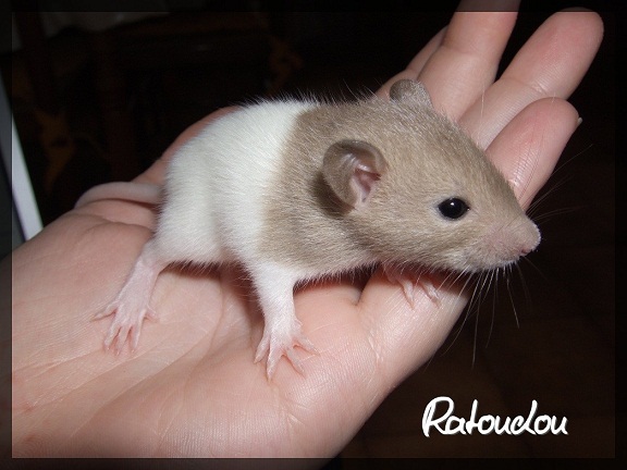 Evolution des ratons Dscf9721