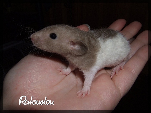 Evolution des ratons Dscf9914