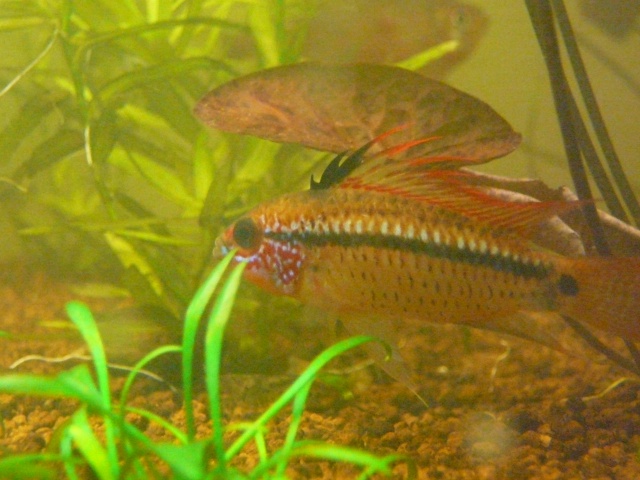 Apistogramma eremnopyge P1100818