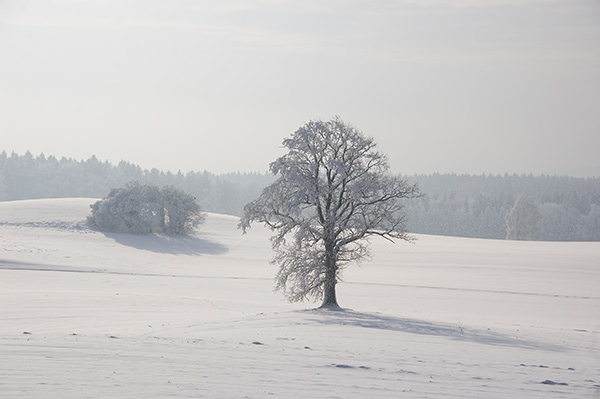 Inspirational Trees - Page 3 Dsc_8811