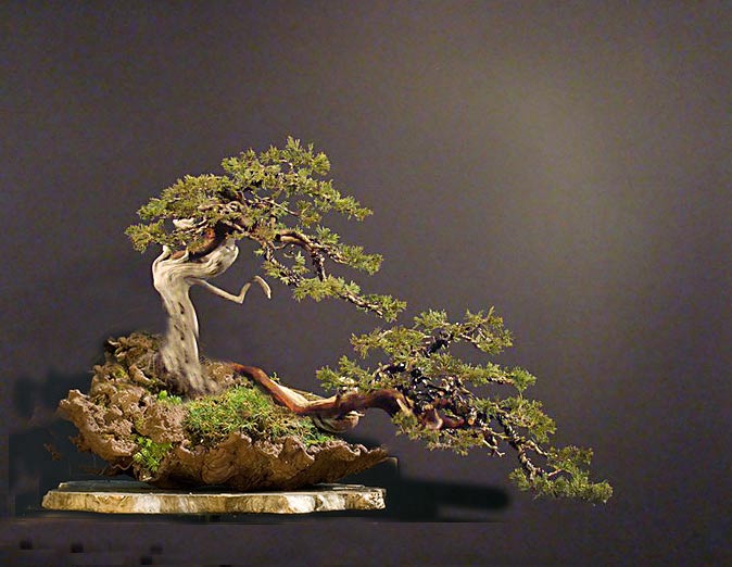 Juniperus sabina - yamadori 2007 S_810-10