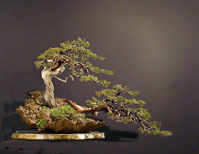 Juniperus sabina - yamadori 2007 S_810-12