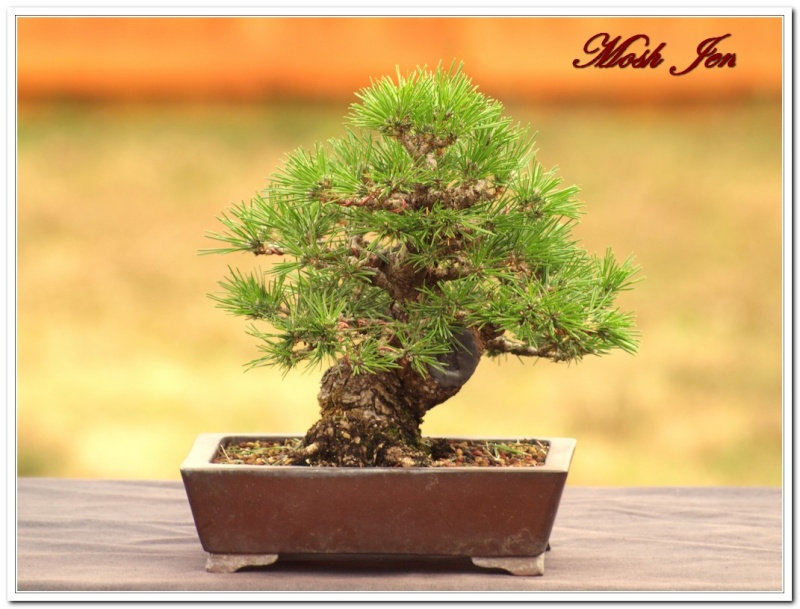 Japanese Black Pine - Before and After Jbpost10