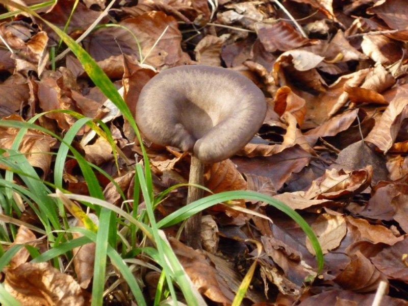 Pour ce champignon je n'ai pas d'idée