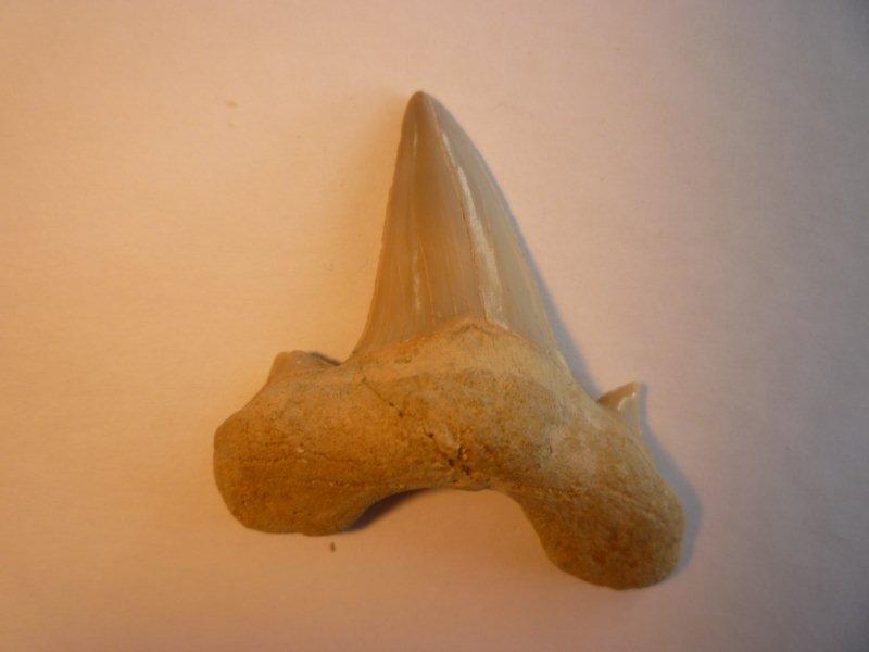 Dents de requins des phosphates de Khouribga Dents_13