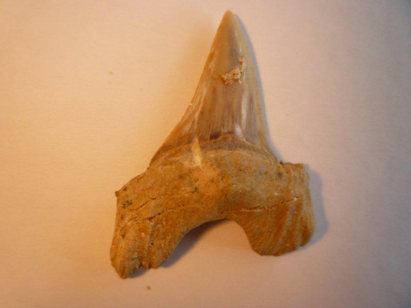 Dents de requins des phosphates de Khouribga Dents_14