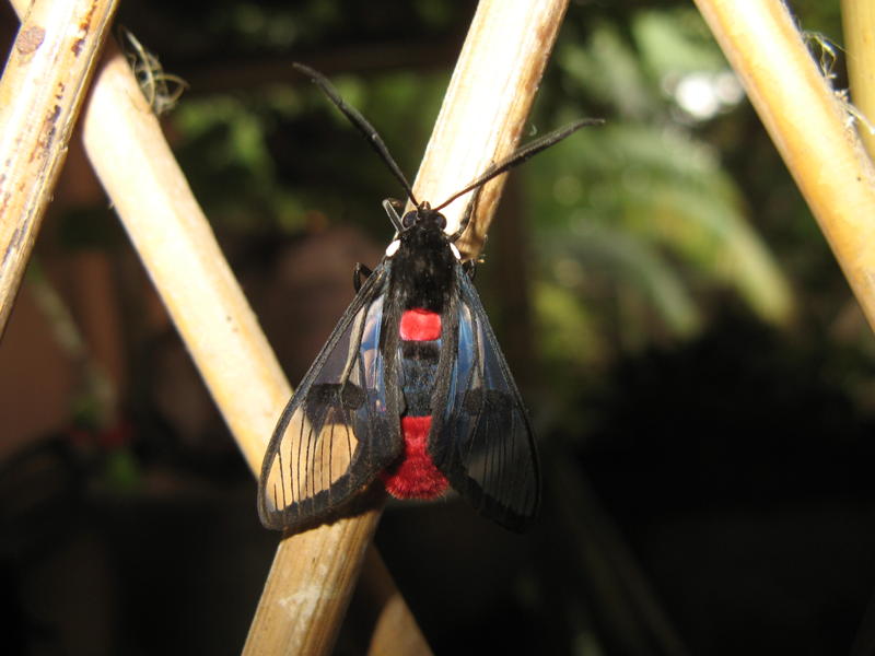 [Arctiidae - Ctenuchiinae sp.] De ma Kia Lorette Venezuela Img_3510