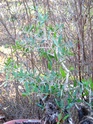 L'alvared, filaire à feuilles étroites Filair12