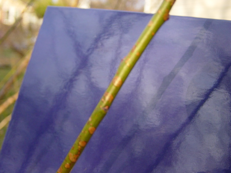 Brown spots on flowering apricot twigs - Cause for concern? Dsc02011