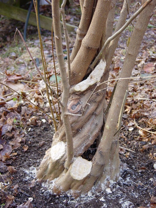 Fused-trunk Trident, Acer buergerianum Dsc02516