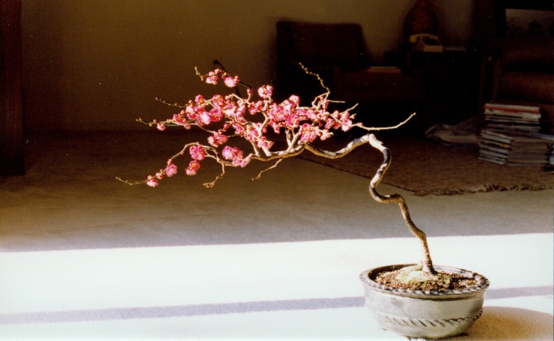 Progression of a 'Matsubara Red' flowering apricot Matsur11