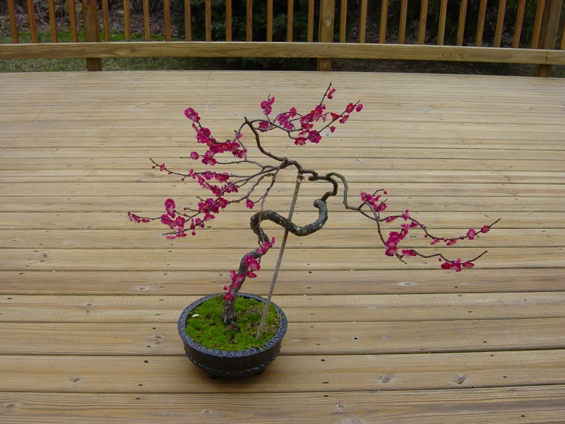 Progression of a 'Matsubara Red' flowering apricot Matsur14