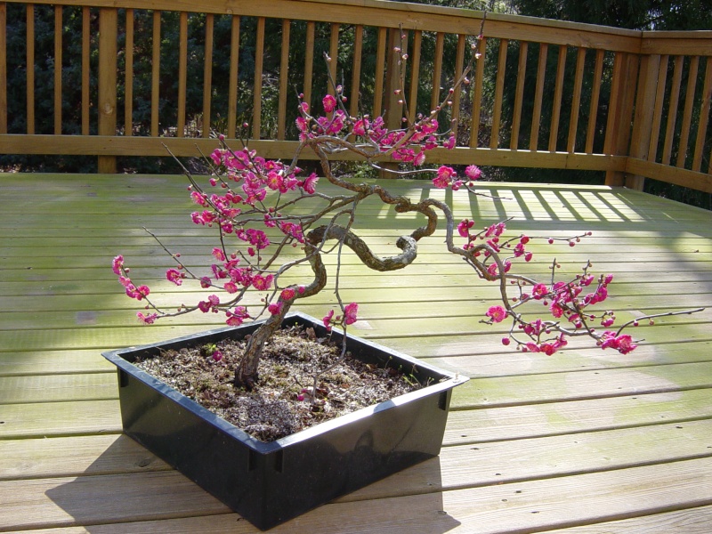 Progression of a 'Matsubara Red' flowering apricot Matsur15