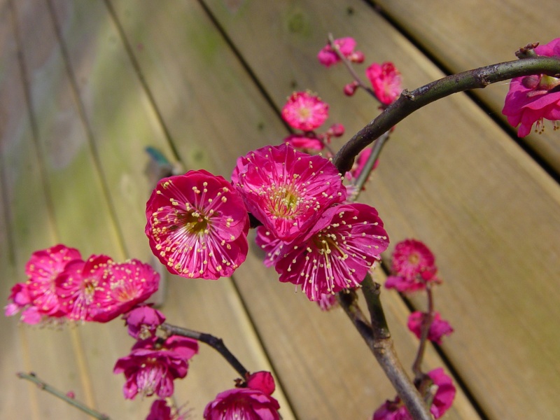 Progression of a 'Matsubara Red' flowering apricot Matsur16
