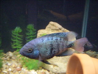 Black belt Cichlid (Vieja maculicauda) Ss853010