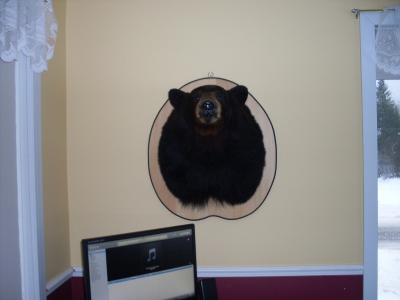 Voici ma tête d'ours... :) Sdc11917