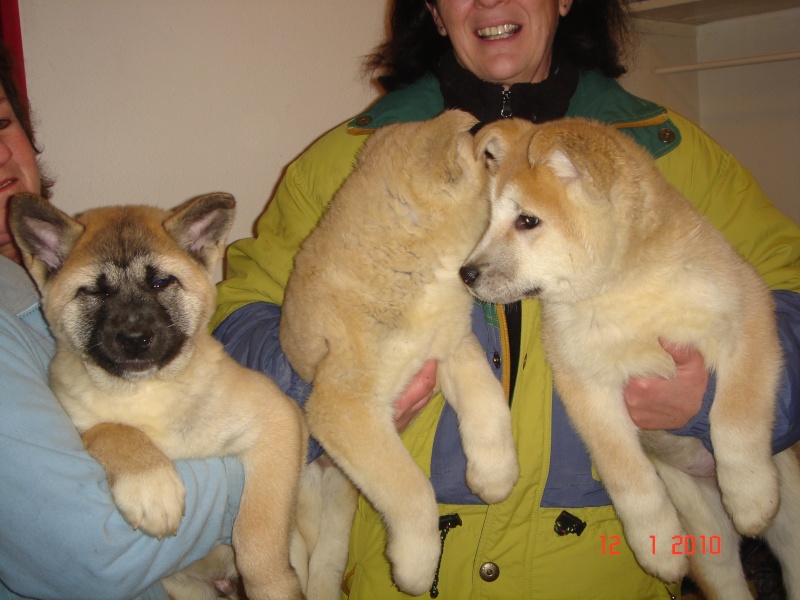 akita ( retrait d'élevage) 55 ADOPTE renomé ANAKIN Bbspa910