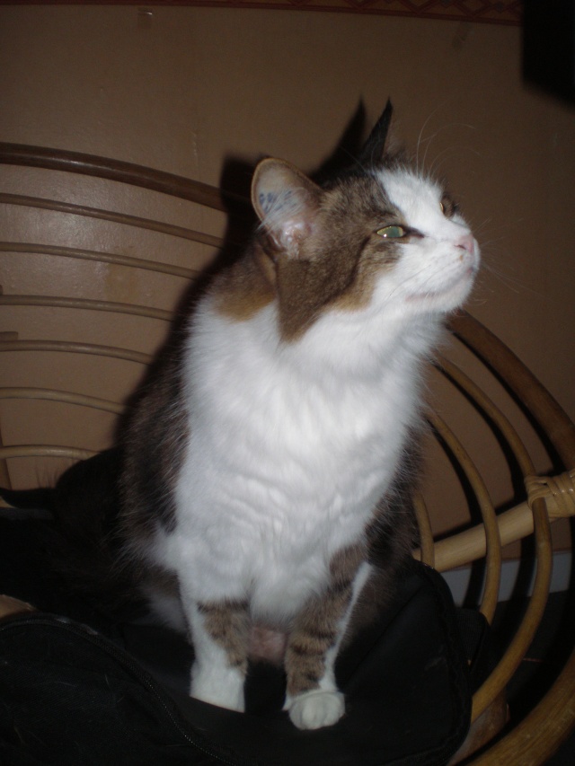 Calinka, jeune chatte typée angora - Page 2 P5260210