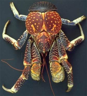 Coconut crab (Birgus latro) Ba_bir10