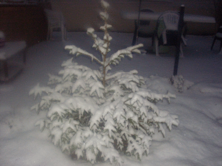 une photo de mon petit sapin sous la neige. Base10