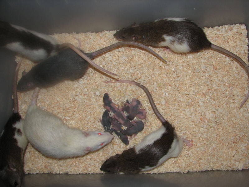 Les rats en terrario et en dehors Img_0017