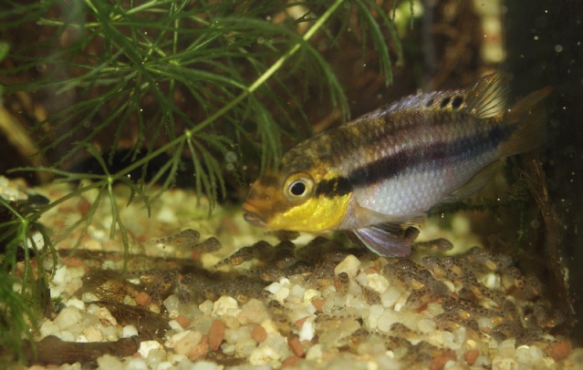 Pelvicachromis subocellatus "matadi" Pelvic10