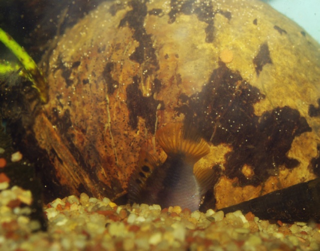 Pelvicachromis subocellatus "matadi" Pelvic19