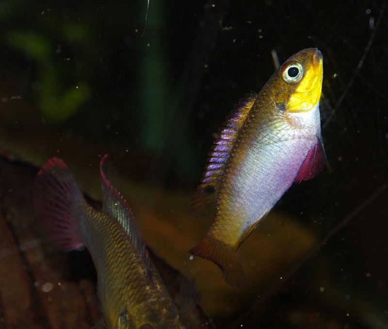 Pelvicachromis taeniatus "Nyété" Pelvic27