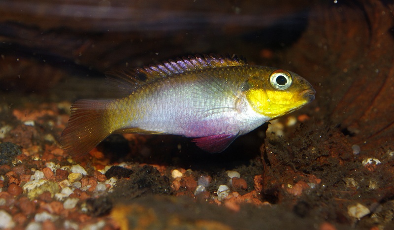 Pelvicachromis taeniatus "Nyété" Pelvic28