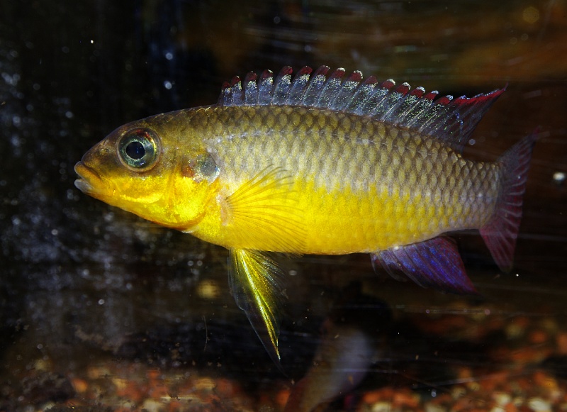 Pelvicachromis taeniatus "Nyété" Pelvic30